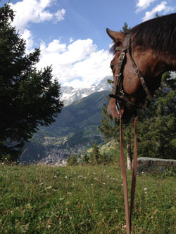 Cavalli in Valtourncnhe